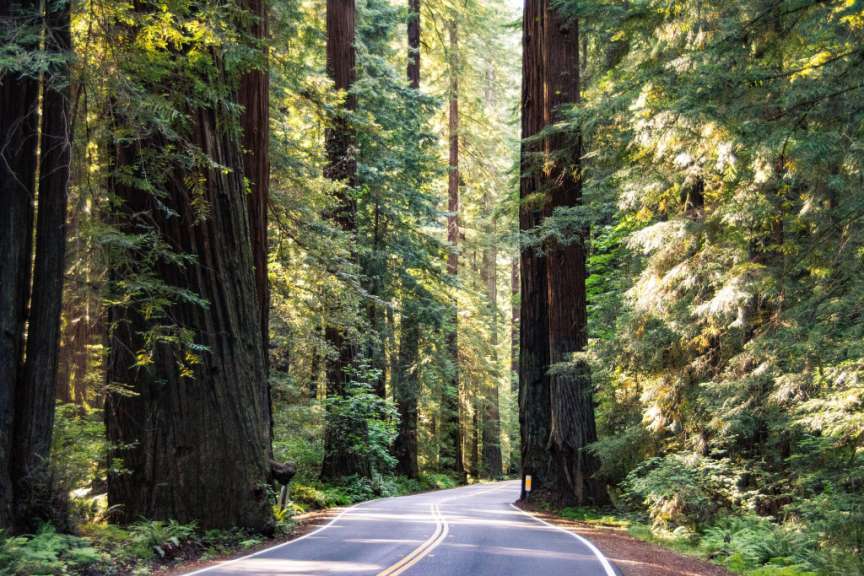 Ein asphaltierter Weg schlängelt sich durch einen dichten Redwood-Wald, der von hohen Bäumen mit im Sonnenlicht leuchtenden Kronen gesäumt ist.