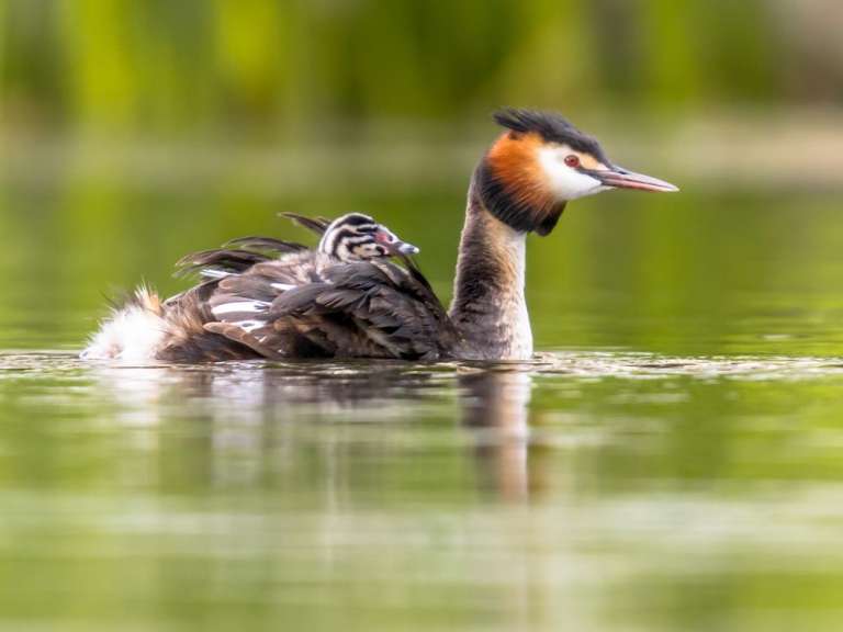 Ein braun-weißer Vogel schwimmt mit zwei Küken im Wasser
