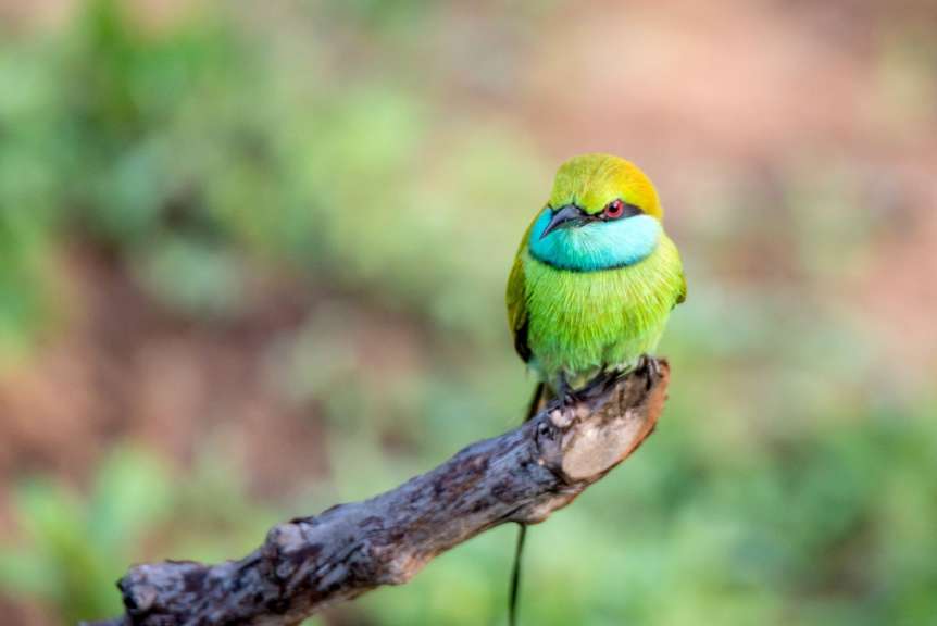Ein buntes Vogel sitzt auf einem Ast