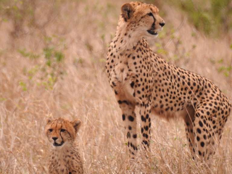 Ein Gepard und ein Jungtier stehen im hohen Gras
