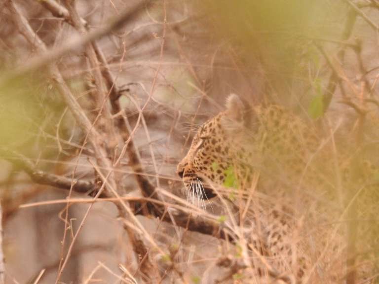 Ein Leopard sitzt in einem Baum und schaut in die Kamera
