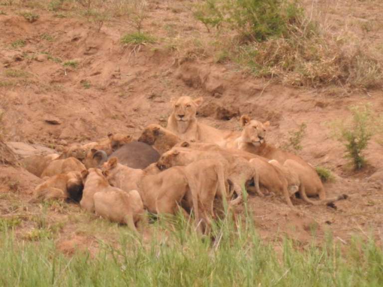 Löwen nach der Jagd