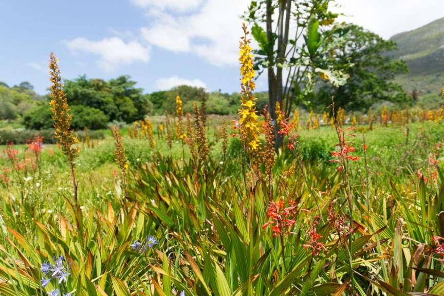 Botanischer Garten Kirstenbosch