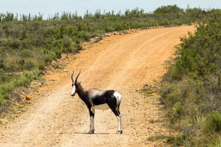 Buntebok Park, Swellendam