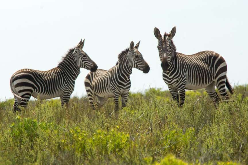 Buntebok Park, Swellendam