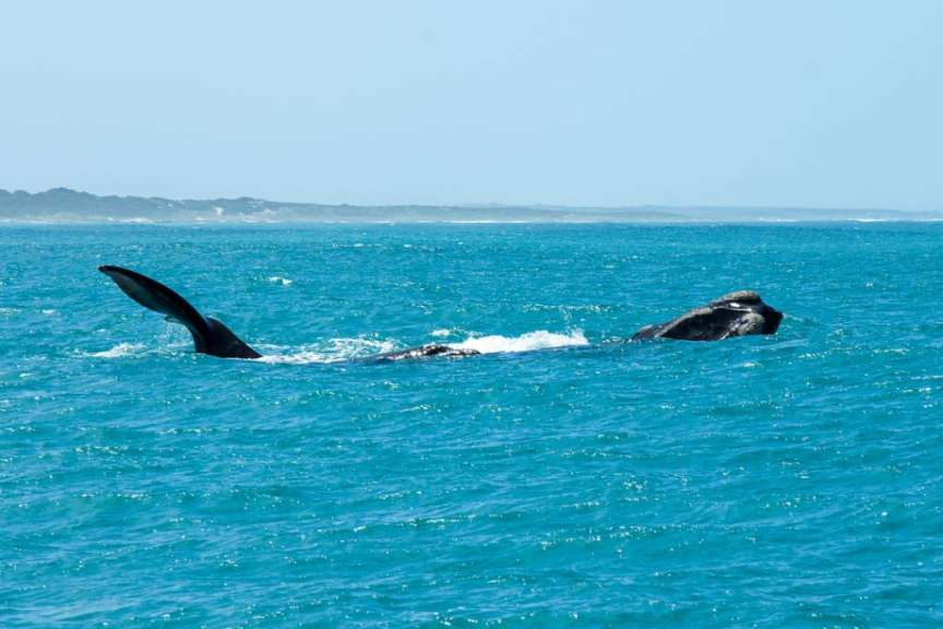 Südkapper in der Walker Bay