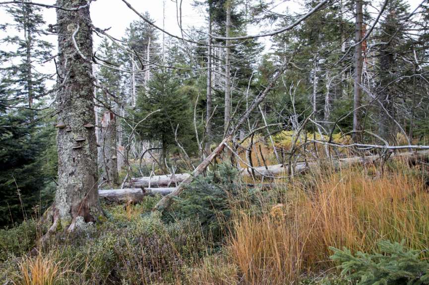 Urwald und Hochmoor: Hornisgrinde