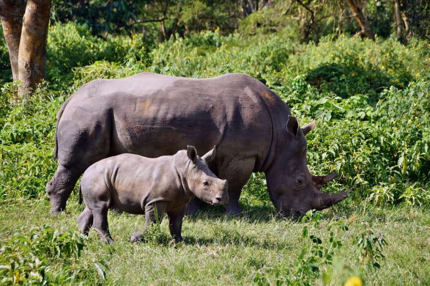 Ein Nashorn und ein Baby stehen im Gras