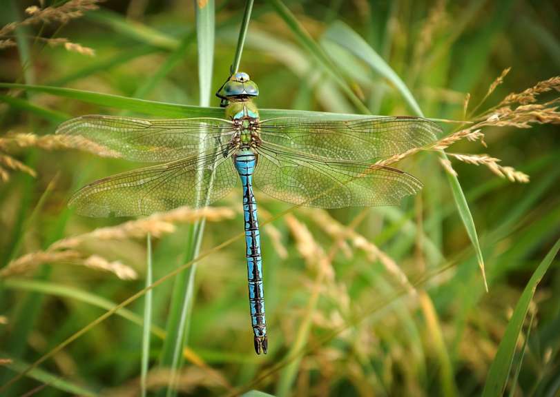 Eine Libelle mit blauem Hinterleib und durchscheinenden Flügeln sitzt auf einem grünen Grashalm, umgeben von Gräsern und Ähren.