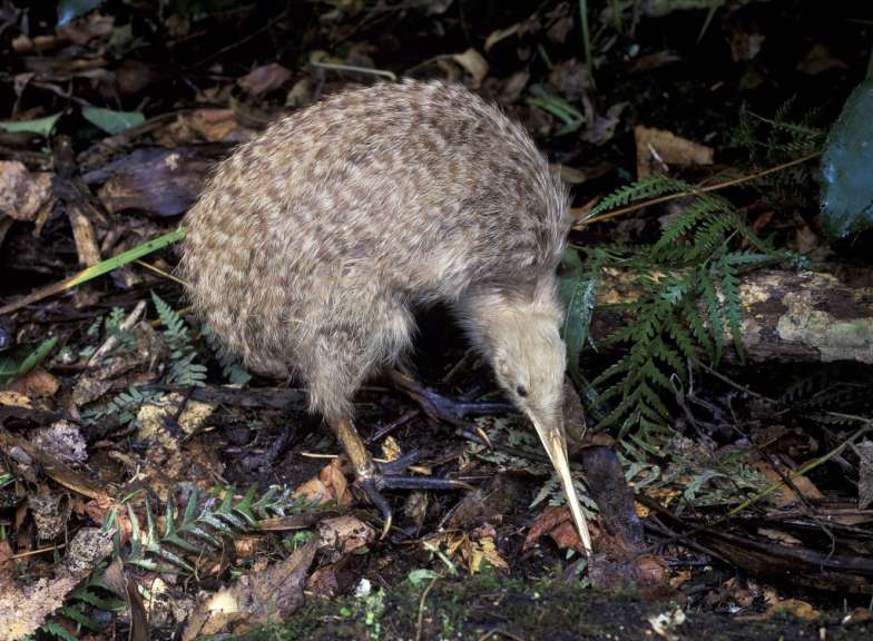 Ein kleiner Vogel mit einem langen Schnabel steht auf dem Boden