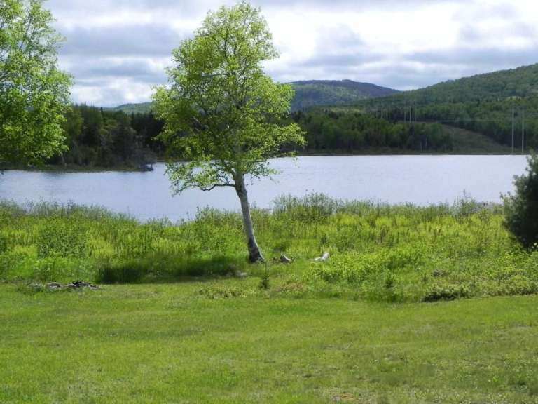 Ein Baum steht in einem Feld neben einem See
