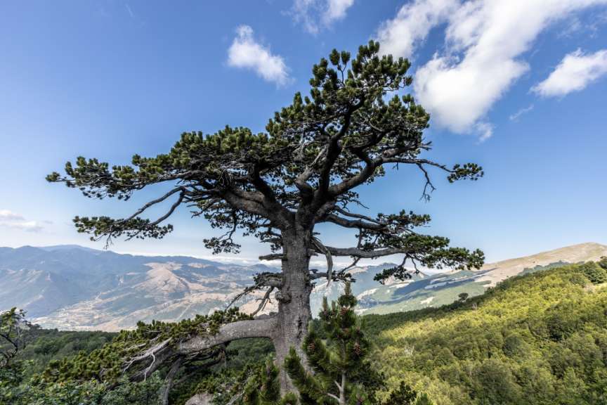 Ein Baum steht auf einem Hügel mit Blick auf die Berge