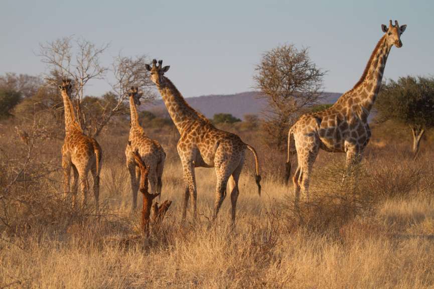 Eine Gruppe von Giraffen steht in einem Feld