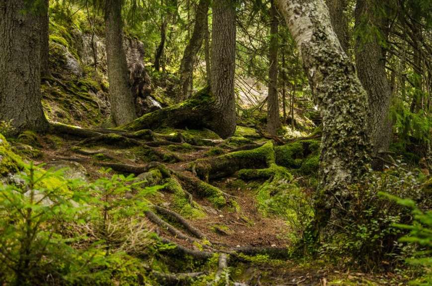 Im Bild ist ein moosbedeckter Waldboden mit vielen Baumwurzeln zu sehen.