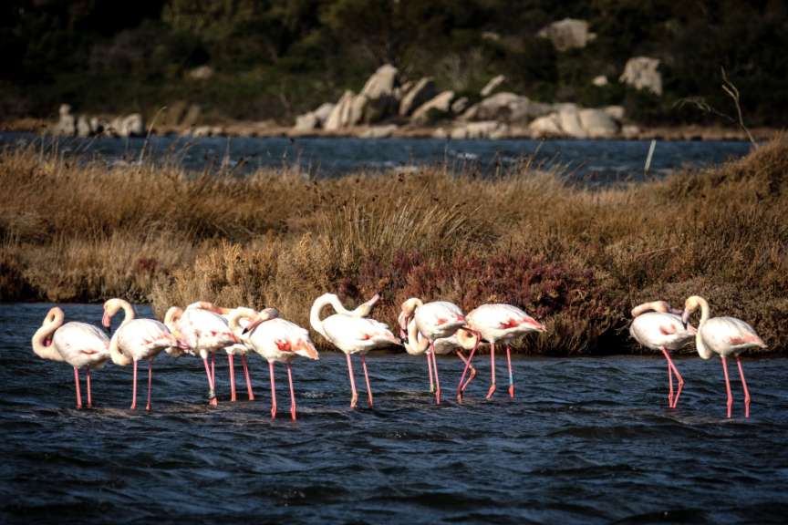 Eine Gruppe von flamingos steht im Wasser