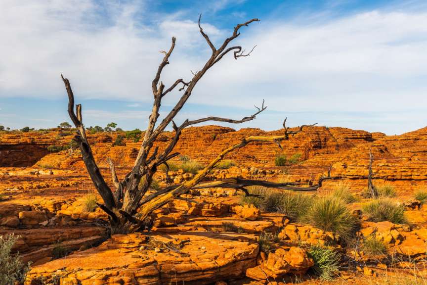 Ein vertrockneter Baum steht vor einer orangenen Felsformation unter einem blauen Himmel mit weißen Wolken.