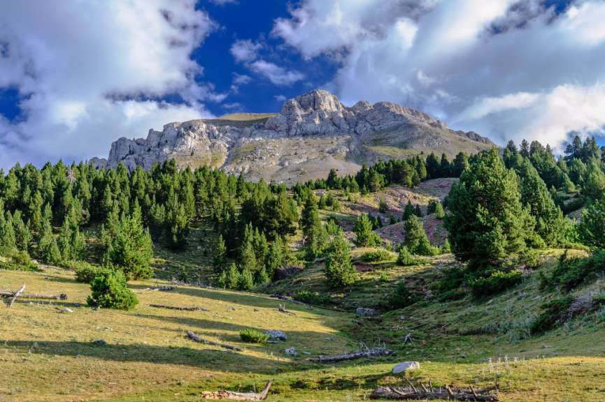 Ein Berg mit einem Wald darauf und einer Wiese im Vordergrund