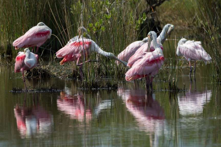 Eine Gruppe von rosa und weißen Vögeln steht im Wasser