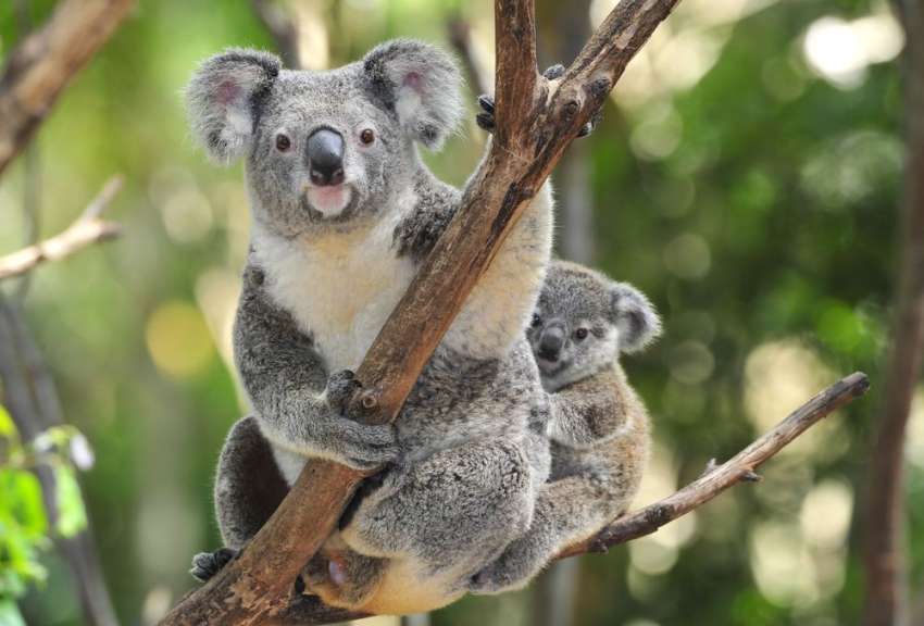 Zwei Koalas sitzen auf einem Ast, die Mutter umarmt ihr Junges.