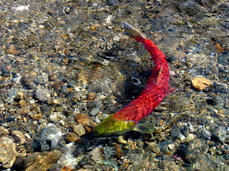 Lachswanderung an der Mündung des Adams River