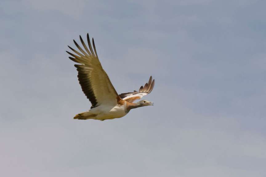 Ein Vogel fliegt in einem blauen Himmel