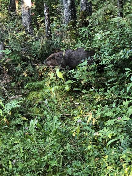 Ein Biber sitzt im Wald und schaut in die Kamera