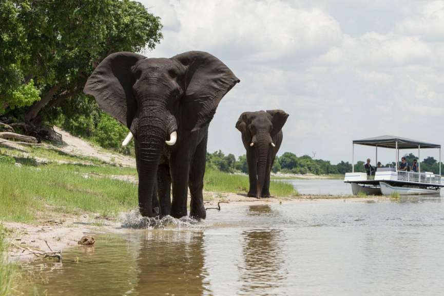 Zwei Elefanten stehen in einem Fluss neben einem Boot