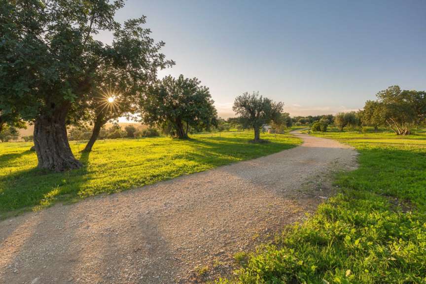 Ein Kiesweg schlängelt sich durch eine sonnenbeschienene grüne Landschaft mit Bäumen und Feldfrüchten.