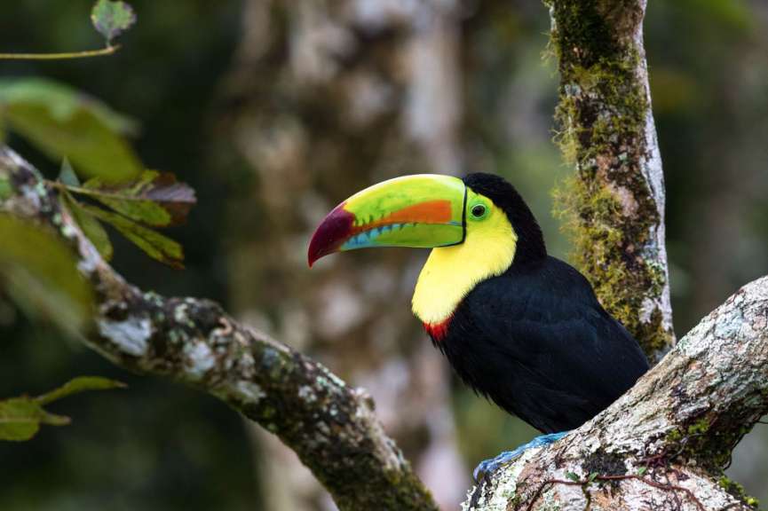 Ein Toucan sitzt auf einem Ast in einem Baum