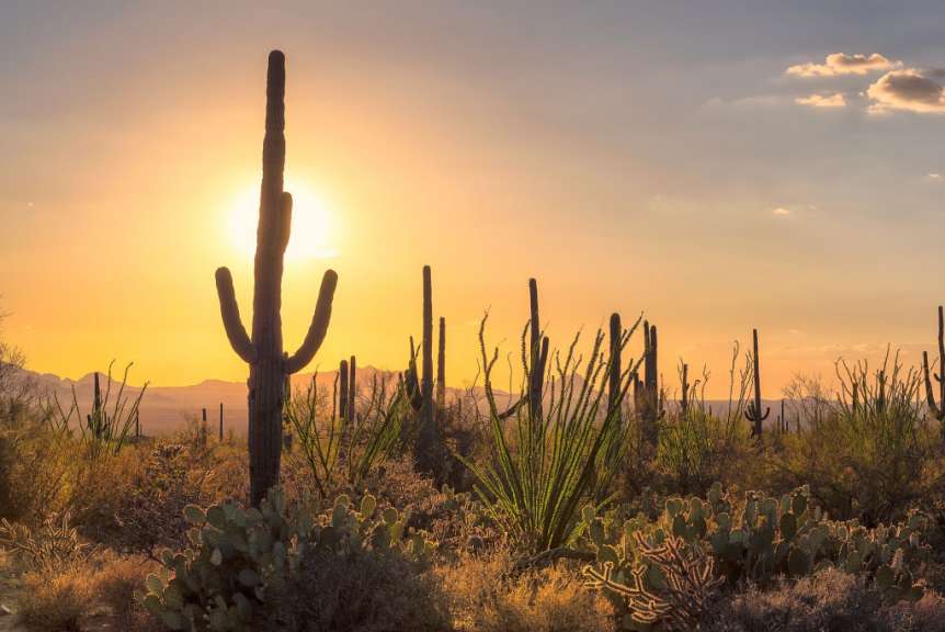 Die Sonne geht hinter einem Kaktus in der Wüste unter