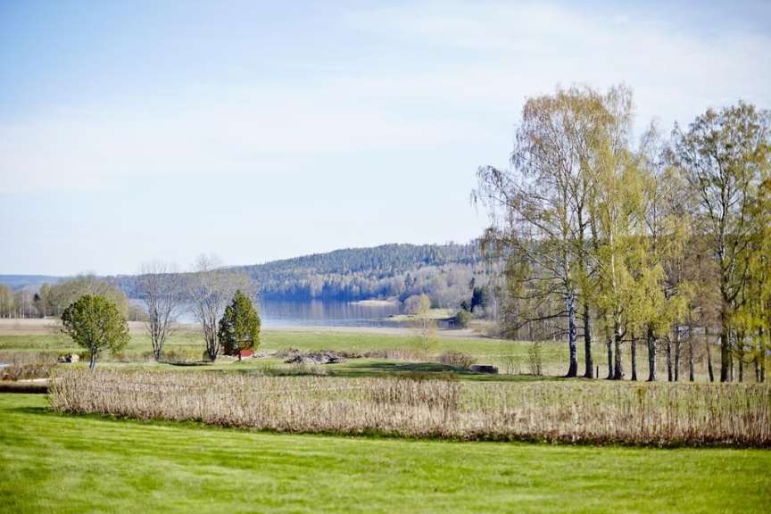 Ein Feld mit Bäumen und einem See im Hintergrund