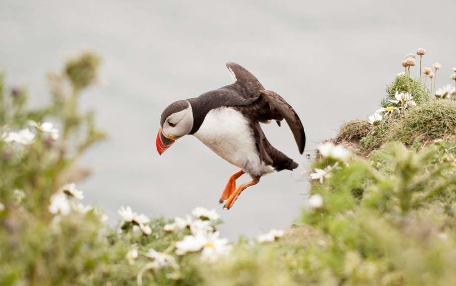 Ein Puffin springt in die Luft, um etwas zu essen
