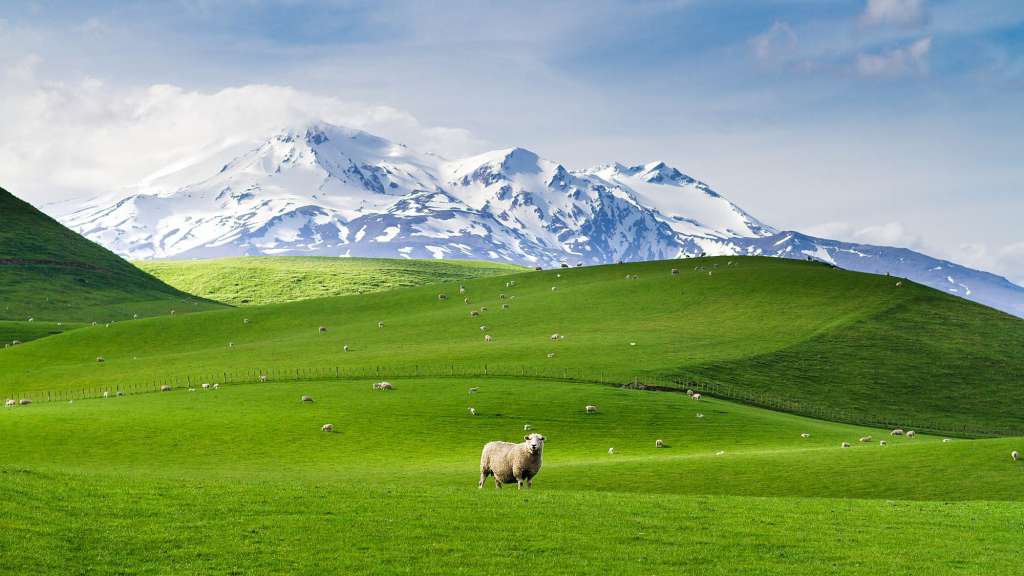 Schafe grasen auf einer grünen Wiese mit schneebedeckten Bergen im Hintergrund