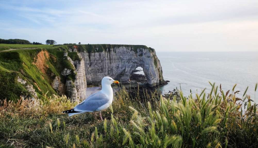 Eine Möwe steht auf einer Klippe mit Blick auf das Meer