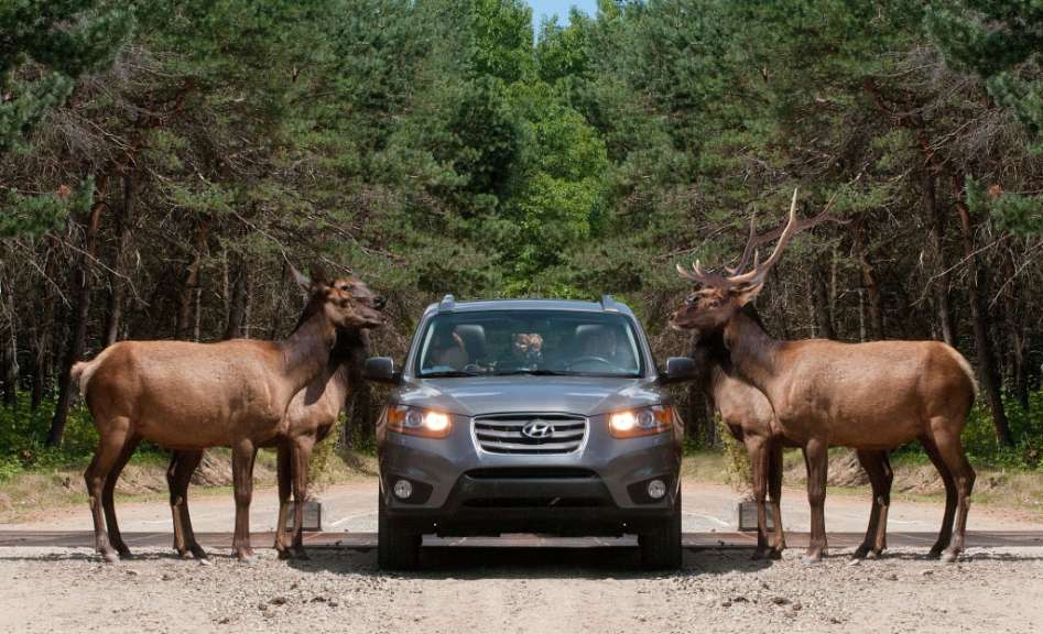Zwei Hirsche, einer mit großem Geweih, stehen neben einem grauen SUV, der auf einer Schotterstraße vor einem Wald parkt.