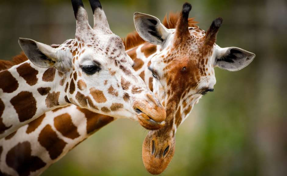 Zwei Giraffen stehen nebeneinander und küssen sich