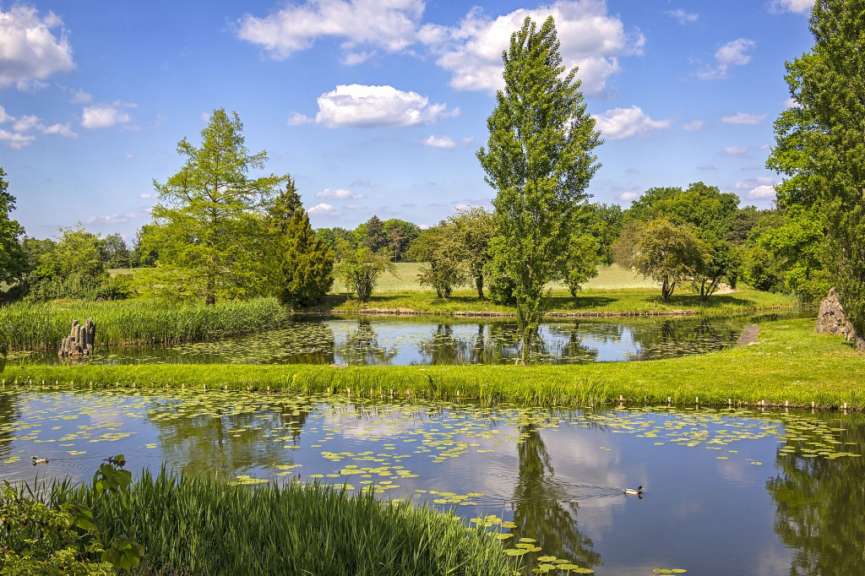 Ein Ententeich im Sommer mit grünen Ufern, Seerosen und reflektierenden Bäumen unter blauem Himmel mit Wolken.