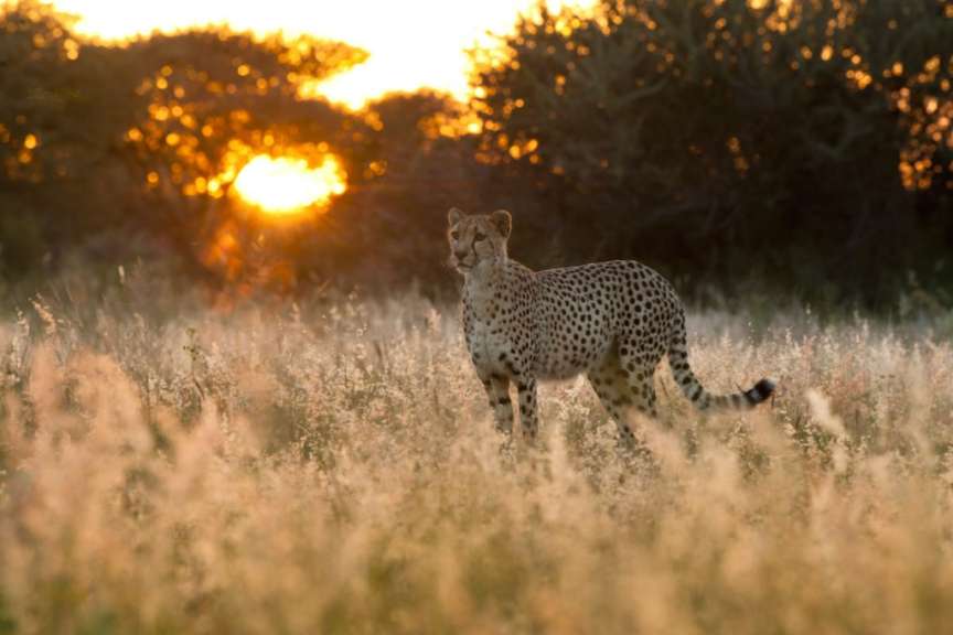 Ein Gepard steht in einem Feld bei Sonnenuntergang