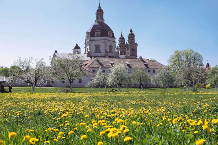 Ein Feld mit gelben Blüten vor einer Kirche
