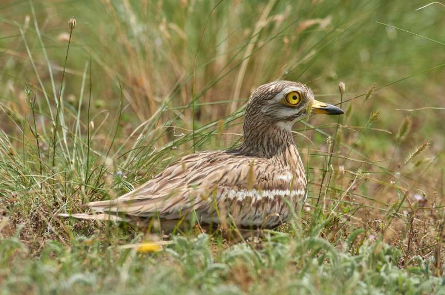 Ein Vogel mit gelben Augen sitzt im Gras