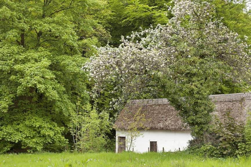 Ein weißes Haus mit strohdach und einem blühenden Baum im Vordergrund