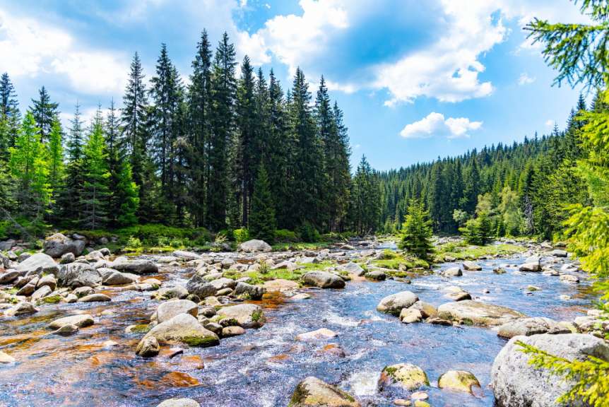 Ein felsiger Bach fließt durch einen Nadelwald unter einem blauen Himmel mit einigen Wolken.