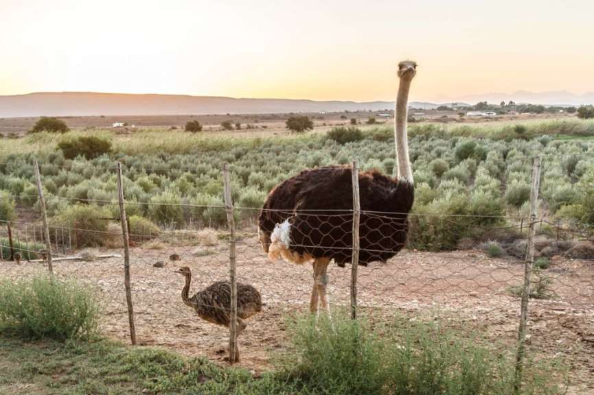 Zwei Strauße stehen hinter einem Drahtzaun in einem Feld
