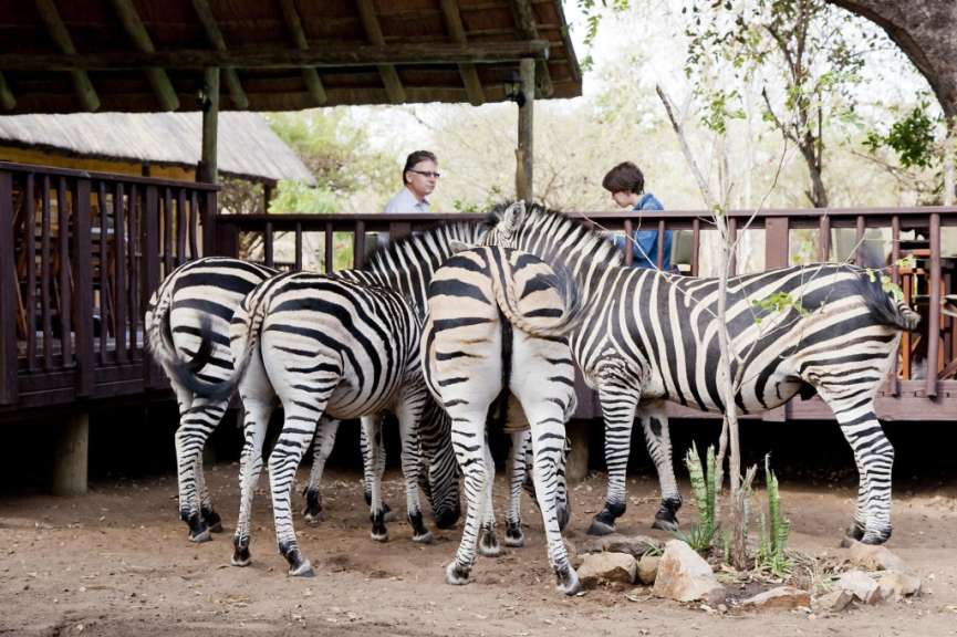 Eine Gruppe von Zebras steht vor einem Holzdeck