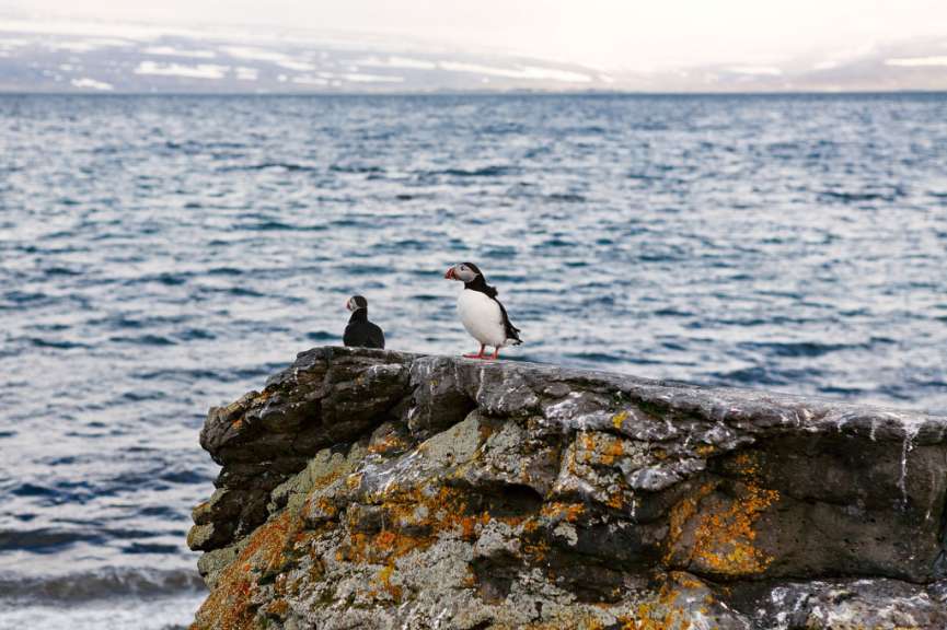 Zwei Puffins stehen auf einem Felsen in der Nähe des Ozeans
