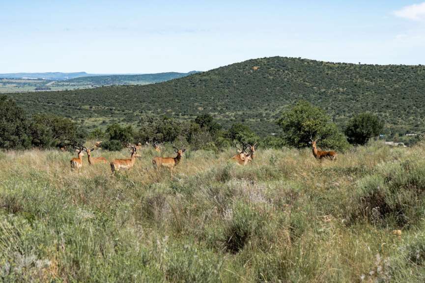 Eine Herde Hirsche steht in einem Feld mit Bergen im Hintergrund