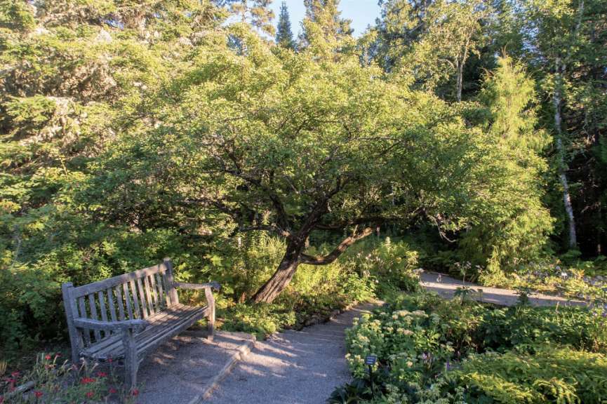 Eine Holzbank in einem Park neben einem Baum
