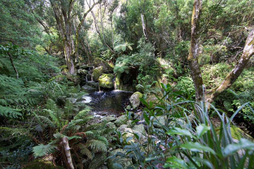 Afromontaner Wald im Marloth Nature Reserve