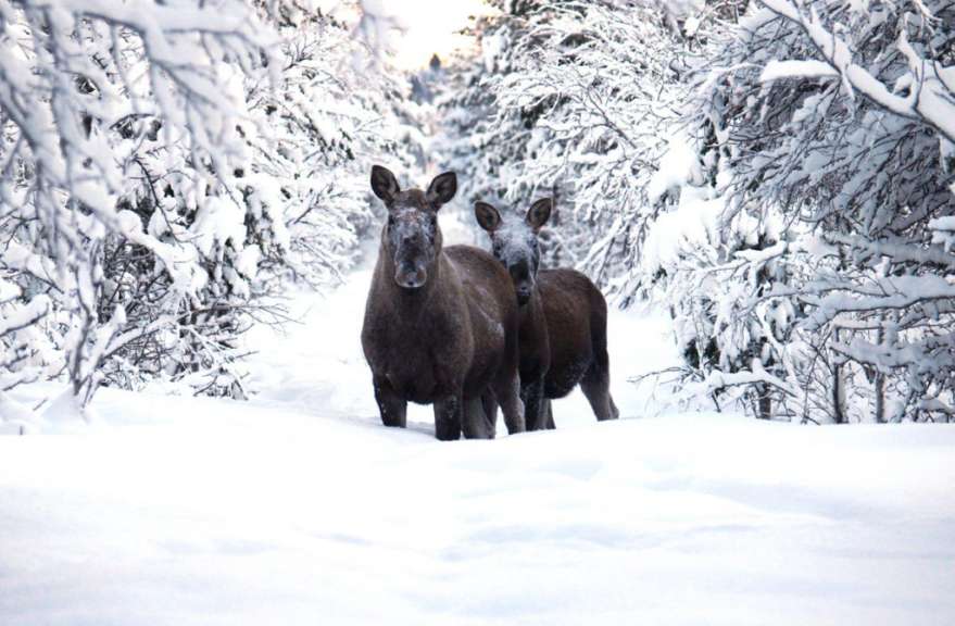 Zwei Elche stehen in einem schneebedeckten Wald