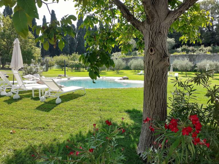 Ein großer Baum steht in der Nähe eines Pools